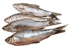 ऑइली मछली, जैसे सैल्मन, ट्यूना, मैकेरल